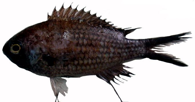 Chromis chromis_008